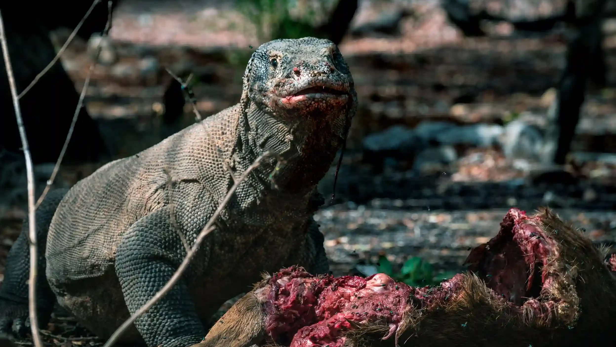 Komodo Dragon | Komodo Island Tour | Komodo Luxury