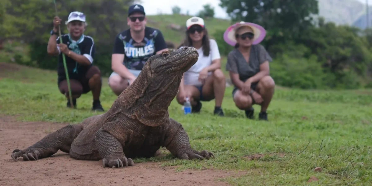 Komodo Dragon | Komodo Island Tour | Komodo Luxury