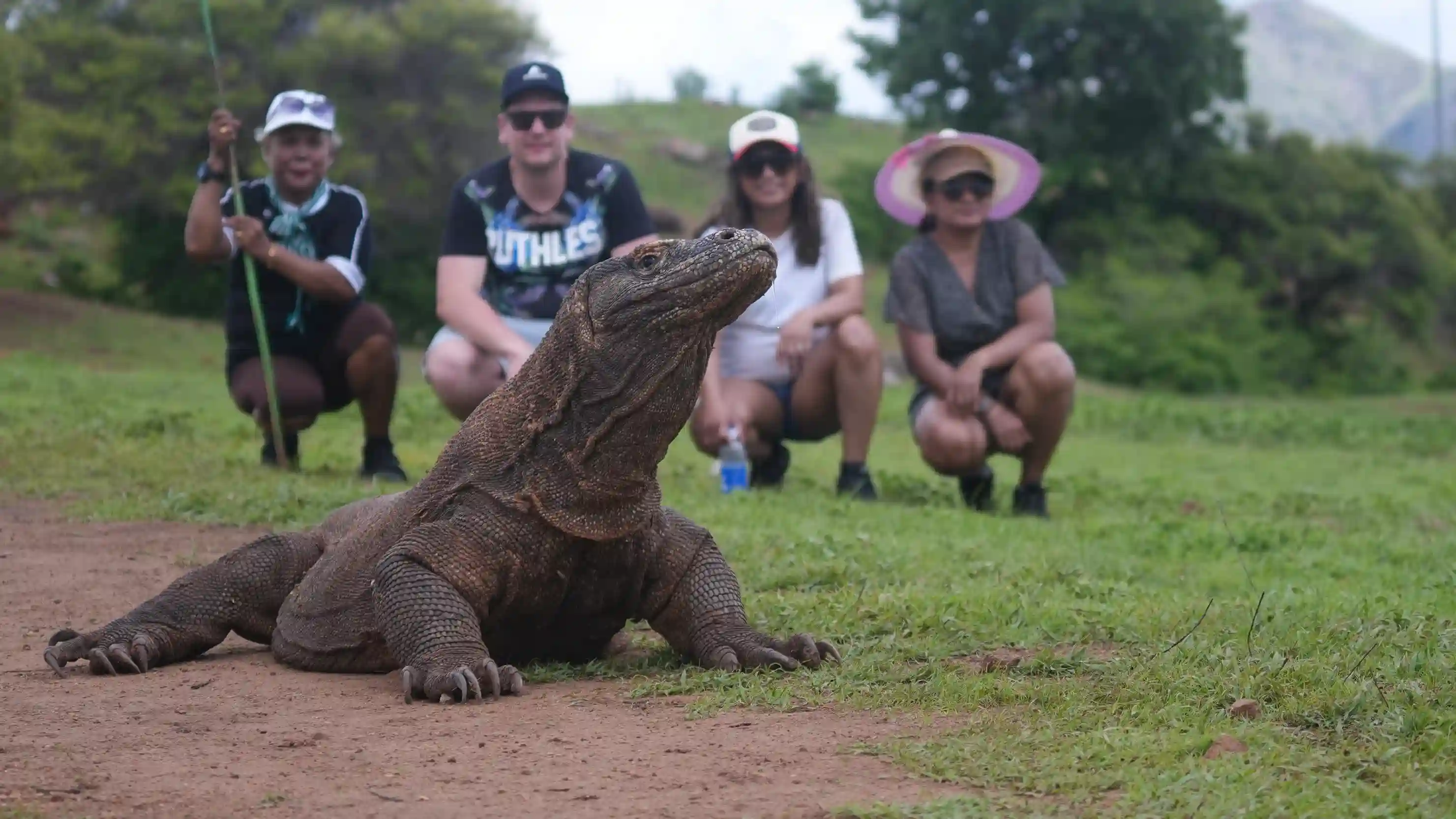 Komodo Dragon | Komodo Island Tour | Komodo Luxury