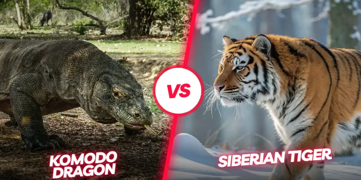 Komodo Dragon vs Siberian Tiger | Komodo Island Tour | Komodo Luxury