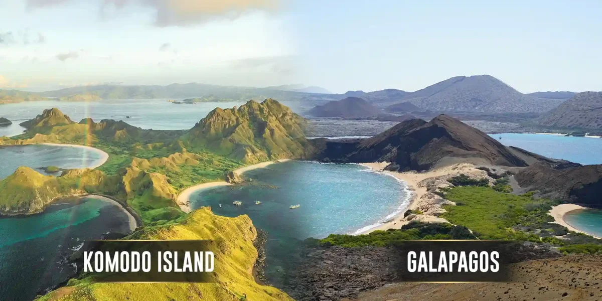 Komodo Island vs Galapagos | Komodo Island Tour | Komodo Luxury
