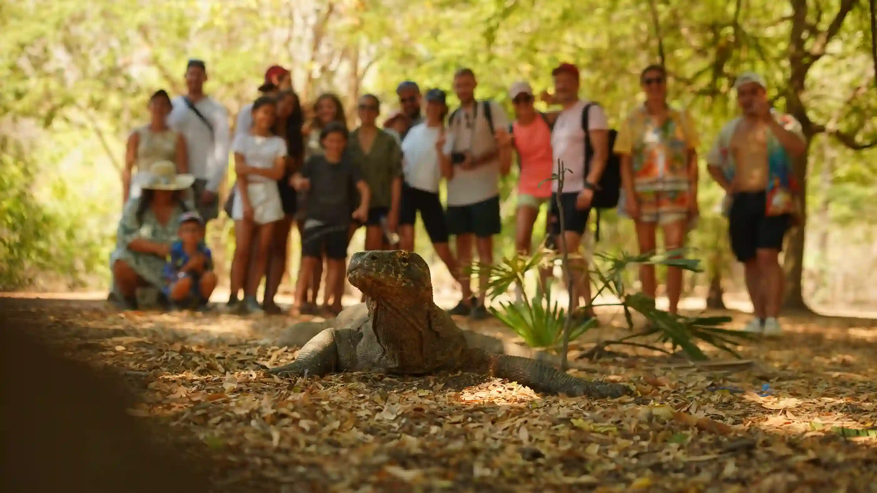 Open Trip Tour Package | Komodo Dragon Tour